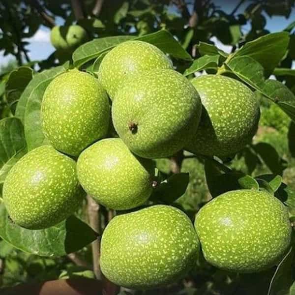 تصویر 3 از خرید و قیمت نهال گردو اسرائیلی + فروش عمده